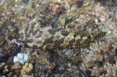 Epinephelus spilotoceps
