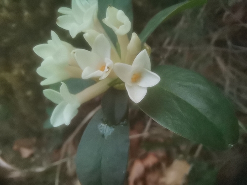 Image of Daphne blagayana by (c) Ljaž, some rights reserved (CC BY)