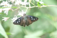 Polygonus savigny savigny