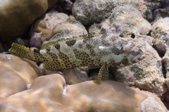Epinephelus spilotoceps