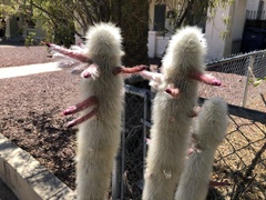 Cleistocactus strausii