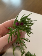 Geranium dissectum