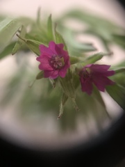 Geranium dissectum