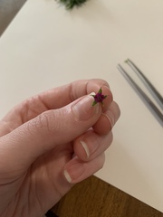 Geranium dissectum