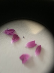 Geranium dissectum