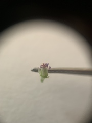 Geranium dissectum