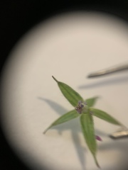 Geranium dissectum