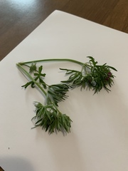Geranium dissectum