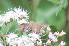 Ectomis octomaculata