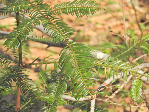 Cephalotaxus harringtonia iNat (1)