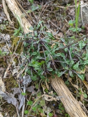 Erysimum cuspidatum