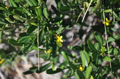Cneorum tricoccon