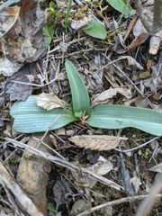 Ophrys oestrifera