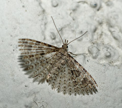 Alucita hexadactyla