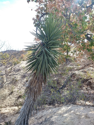 Yucca capensis