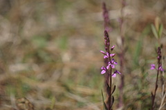 Polygala crenata