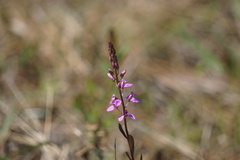 Polygala crenata