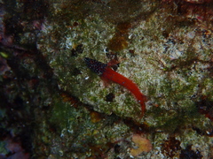 Tripterygion melanurus
