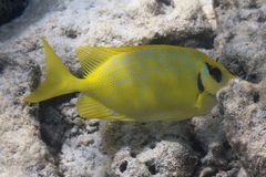 Siganus corallinus