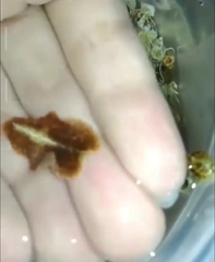 Thysanozoon brocchii