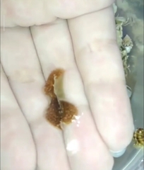 Thysanozoon brocchii