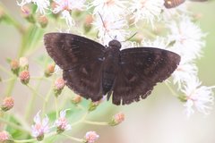 Aethilla echina coracina