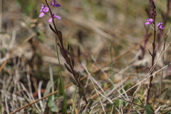 Polygala crenata