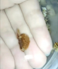 Thysanozoon brocchii