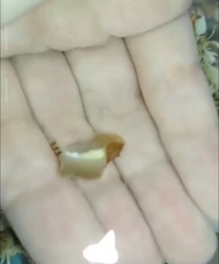 Thysanozoon brocchii