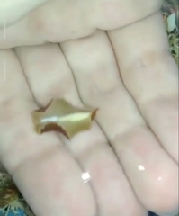 Thysanozoon brocchii