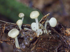 Vibrissea dura