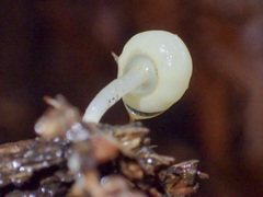 Vibrissea dura