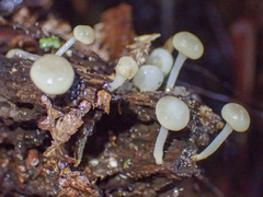 Vibrissea dura
