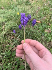 Muscari neglectum