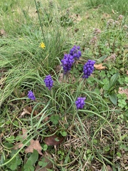 Muscari neglectum