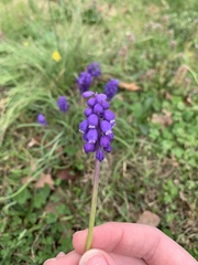 Muscari neglectum
