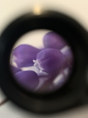Muscari neglectum