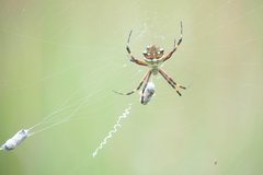 Argiope argentata