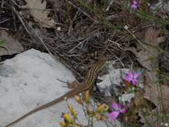 Ophisops elegans ehrenbergii