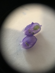 Muscari neglectum