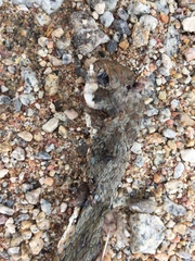 Psammophis notostictus