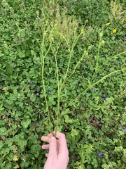 Ranunculus abortivus