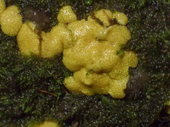 Trichoderma victoriense