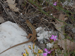 Ophisops elegans ehrenbergii