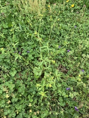 Ranunculus abortivus