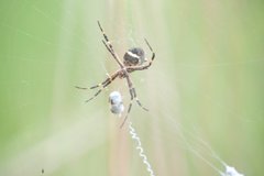Argiope argentata