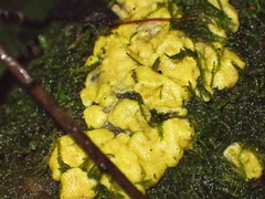 Trichoderma victoriense