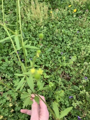 Ranunculus abortivus