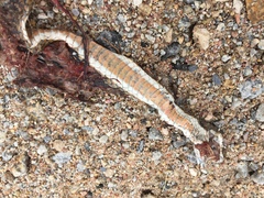 Psammophis notostictus