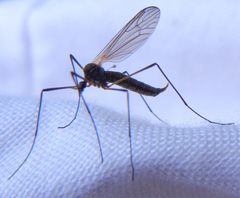 Tricyphona